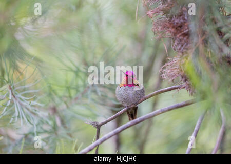 Anna (Hummingbird Calypte anna), per adulti di sesso maschile, di Santa Cruz, California, Stati Uniti d'America. Foto Stock