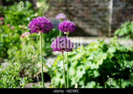 Alliums in fiore. Foto Stock