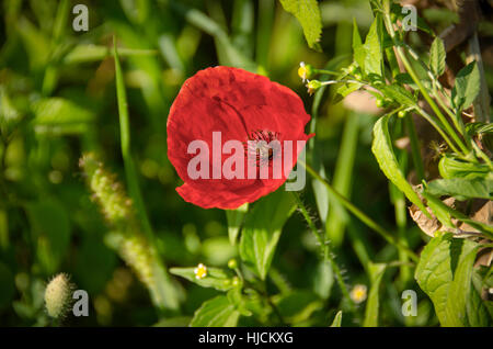 Papavero rosso fiore con sfocato sfondo naturale (Lat. Papaver rhoeas) Foto Stock