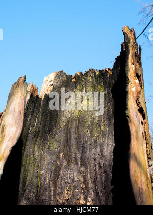 Scavato tronco di un albero morto contro un cielo blu Foto Stock
