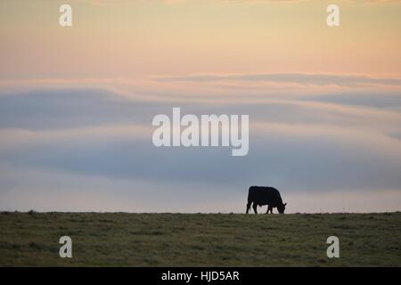 Devil's Dyke, East Sussex 23 gennaio 2017 sulle colline del South Downs National Park vicino a Brighton salire al di sopra della nebbia al tramonto. ©Peter Cripps/Alamy Live News Foto Stock