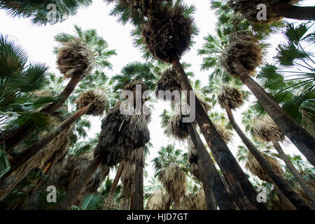 Palm Springs, California, Stati Uniti d'America. Il 9 gennaio, 2017. Il San Andreas anomalia viene eseguito direttamente al di sotto del migliaio di Palm si riserva nella valle di Coachella. L'acqua proveniente dalle sorgenti lungo il San Andreas terremoto anomalia la fornitura di acqua per lui le palme in mezzo al deserto. Credito: Jonathan Alcorn/ZUMA filo/Alamy Live News Foto Stock