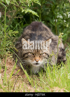 Scottish Wildcat Foto Stock