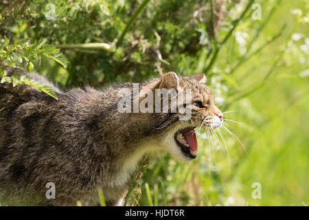 Scottish Wildcat Foto Stock