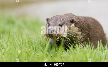 Lontra europea Foto Stock