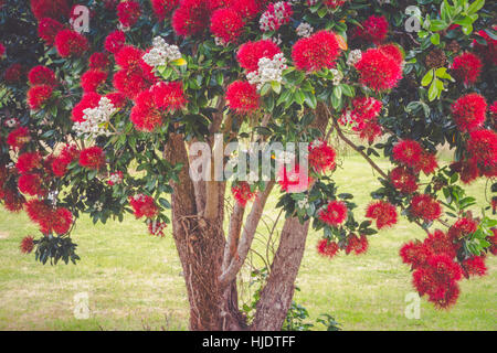 Albero Pohutukawa blooming nella stagione estiva in Nuova Zelanda. Pohutukawa fiori rossi closeup photo. Foto Stock