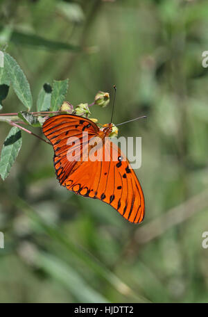 Golfo Fritiliary (Agraulis vanillae) alimentazione per adulti al flower St Lucia, Piccole Antille Dicembre Foto Stock