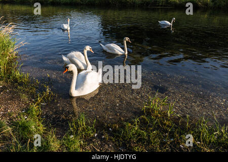 Gruppo di grazioso white cigni durante il tramonto sul piccolo lago con acqua chiara, Slovacchia Foto Stock