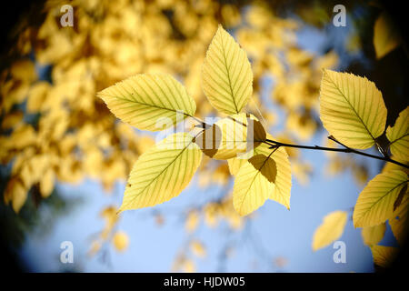 Foglie di autunno Yellow Birch Foto Stock