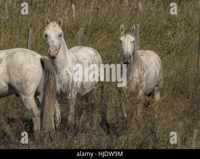 Cam sostengono i cavalli bianchi, in Camargue. Foto Stock