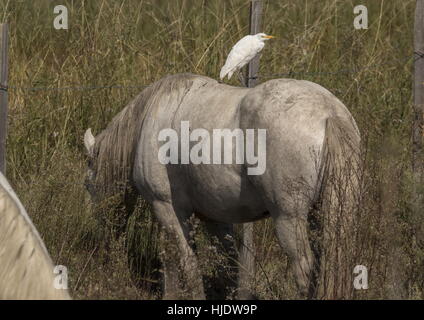 Airone guardabuoi, Bubulcus ibis, sul retro della Camargue, cavalli bianchi, Camargue, Francia. Foto Stock