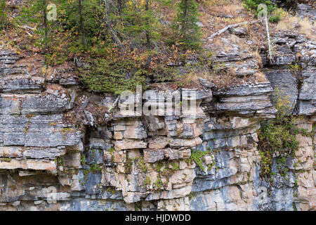 La vegetazione di foresta crescendo alla sommità di una sporgenza rocciosa in Darby Canyon di Teton Mountains. Jedediah Smith Wilderness, Wyoming Foto Stock