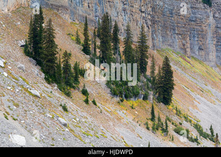 Alberi sempreverdi si aggrappano a un roccioso pendenza tallus in Darby Canyon nel Teton Mountains. Jedediah Smith Wilderness, Wyoming Foto Stock