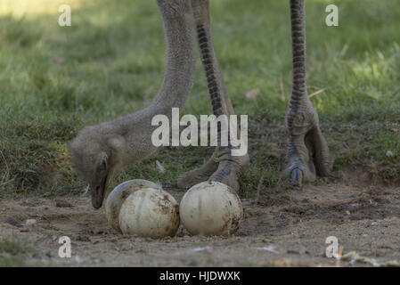 Comune, struzzo Struthio camelus femmina tendendo le uova nel nido - uova più grande di qualsiasi extant bird. L'Africa. Foto Stock