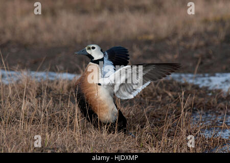 Steller's eider ala stretch Foto Stock