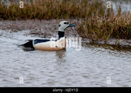 Steller's eider sul bordo della tundra pond vicino a Barrow AK Foto Stock