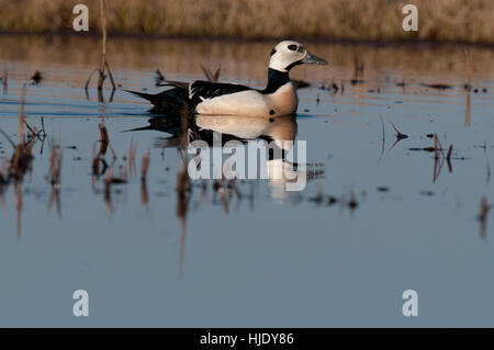 Steller's eider sulla tundra pond vicino a Barrow Alaska Foto Stock