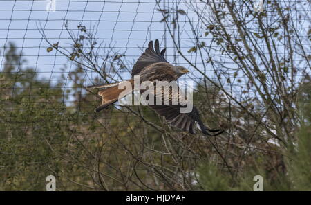 Aquilone rosso, Milvus Miglia in volo in cattività Foto Stock