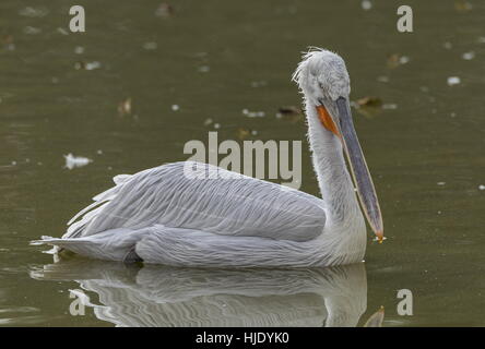 Pellicano dalmata, Pelecanus crispus in non-allevamento piumaggio, sul lago. L'autunno. Foto Stock