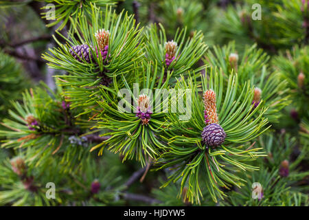 Shot dettagliati del giovane ramo verde di pini con ago appuntito, giovani germogli di soia, Alti Tatra, Slovacchia Foto Stock