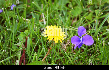 Un fiore di tarassaco e un viola fianco a fianco con un uomo e una donna concetto. Foto Stock