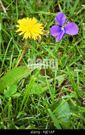 Un fiore di tarassaco e un viola fianco a fianco con un uomo e una donna concetto. Foto Stock