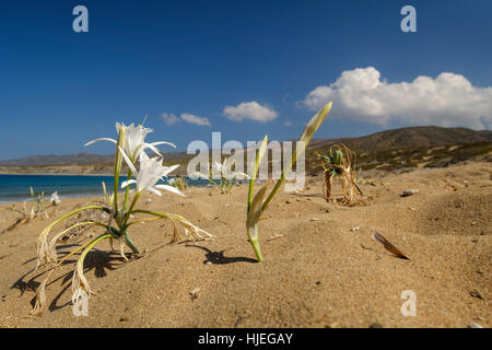 Fiore bianco sulla spiaggia e un cielo blu, Pancratium maritimum Foto Stock