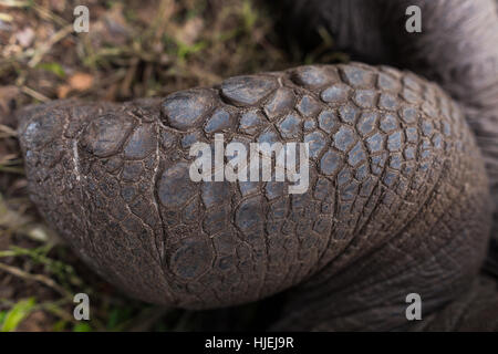 Scale sulla gamba della tartaruga gigante di Aldabra (45 anni e più di 100 kg in weigt, terra tartaruga) Zanzibar, Tanzania Africa Foto Stock