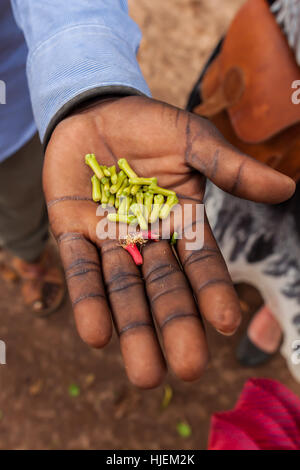 I giovani di colore verde e rosso succoso e chiodi di garofano, guida africana è in possesso di mano piena di chiodi di garofano,produzione di spezie di governo plantation vicino alla foresta di Jozani, Zanzibar Foto Stock