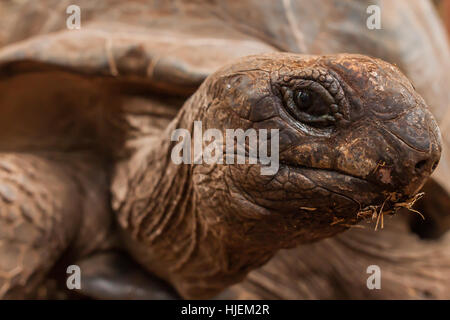 Ritratto di testa di tartaruga,vicino all'occhio, tartaruga gigante di Aldabra nel santuario a Zanzibar, Tanzania Africa Foto Stock