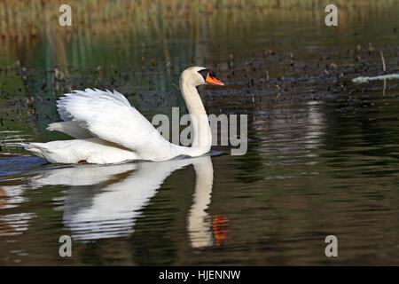 Swan, mirroring, oche, bird, cigni, swan, uccelli, la molla, la fauna selvatica, waterfowls, Foto Stock