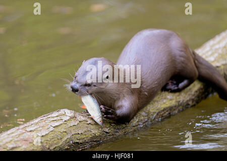 Lontra (Lutra lutra) con pesce catturato, captive, Germania Foto Stock