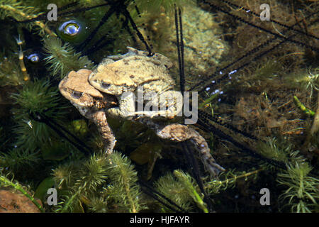 Rospi nozze di stagno Foto Stock