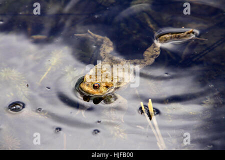 Rospi nozze di stagno Foto Stock