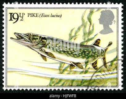 Gran Bretagna - circa 1982: un usato francobollo DAL REGNO UNITO, raffigurante una illustrazione di un luccio, noto anche come Esox lucius, circa 1982. Foto Stock