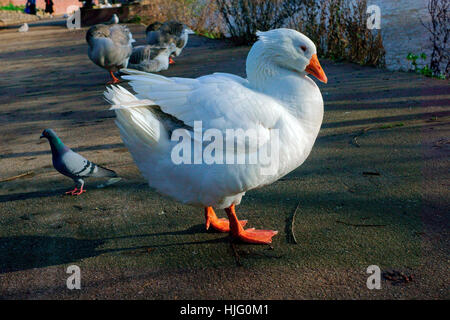 GIORNATA FREDDA OCA Foto Stock