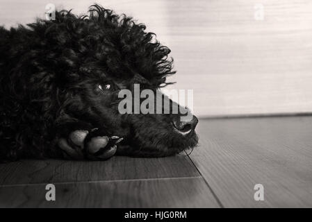 Nero simpatico cane barboncino sul pavimento, Guarda tristemente Foto Stock