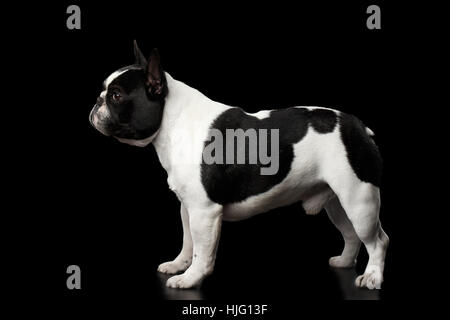 Bulldog francese isolato su nero Foto Stock