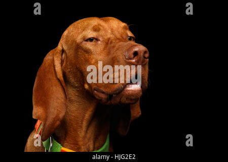 Ritratto di Vizsla ungherese cane isolato su sfondo nero Foto Stock
