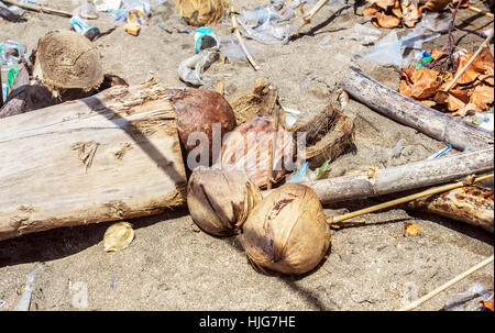 Noci di cocco in immondizia sulla sabbia nella giornata di sole Foto Stock