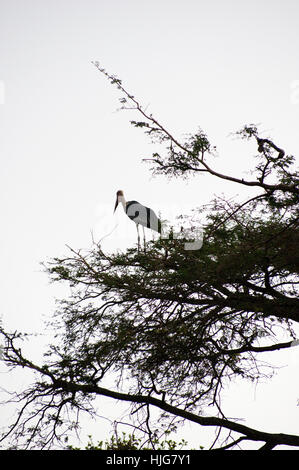 Silhouette di una marabou stork in una struttura ad albero con cielo bianco dietro di esso in Hawassa, Etiopia Foto Stock