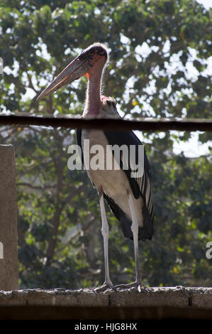 Marabou stork nella luce del sole con alberi dietro di essa Foto Stock