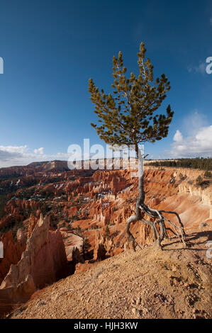 Albero, Stati Uniti d'America, radice, fir, conifere, pino, arancio, viaggi, albero, park, pietra, deserto Foto Stock