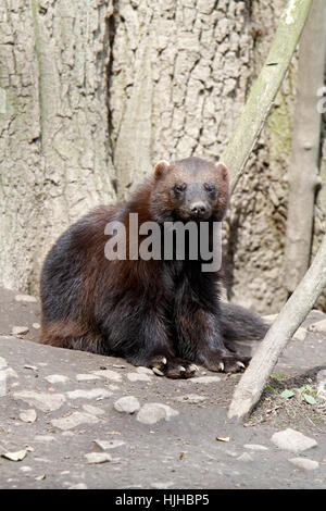 Predator, ghiottone wolverine, animale mammifero, marrone, marrone, brunette, pelle, Foto Stock