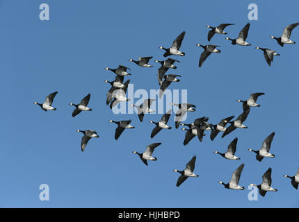 Barnacle Goose - Branta leucopsis Foto Stock