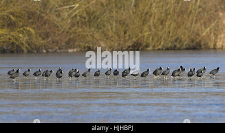 La folaga - fulica atra Foto Stock