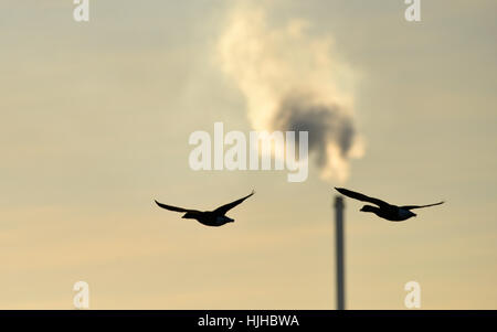 Brent Goose - Branta bernicla Foto Stock