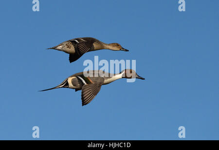 Pintail - Anas acuta - maschio e femmina Foto Stock