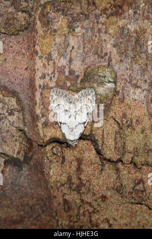 Almeno archi nero (Nola confusalis), un piccolo e raro in bianco e nero tarma, appollaiato su un ramo marrone Foto Stock