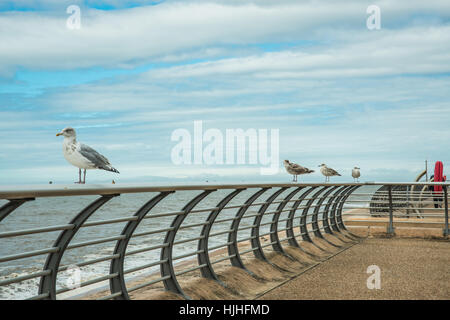 Parassiti sulla parte anteriore Blackpool Inghilterra, Ray Boswell Foto Stock